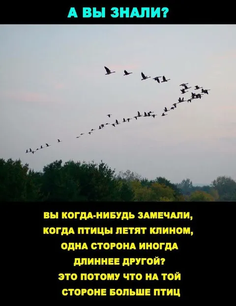 Птицы летят клином