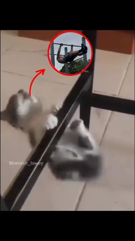Кот повторяет упражнение