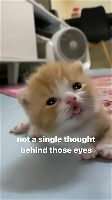 Not a Single Thought Behind Those Eyes
