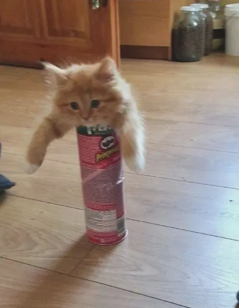 Кот в банке