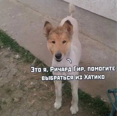 Ричард Гир в роли Хатико