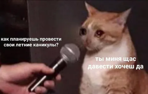 Летние каникулы кота