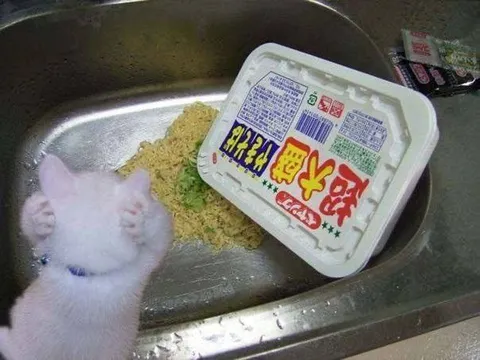 猫が焼きそばを洗う