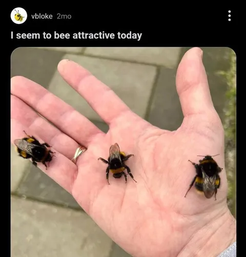 I Seem to Bee Attractive Today