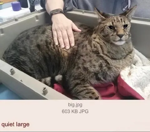 Quiet Large Cat