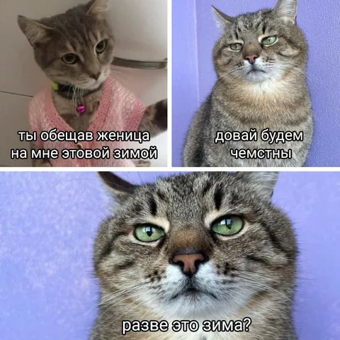 Обещанная женится этой зимой