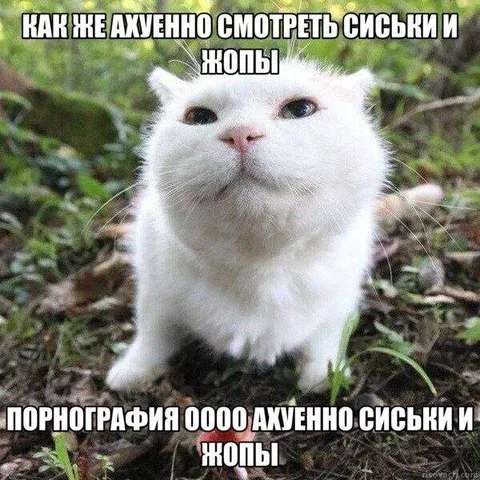 Кот смотрит на сиськи и жопы