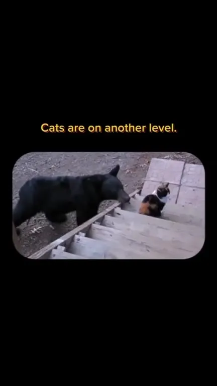 Cat Confronts a Bear