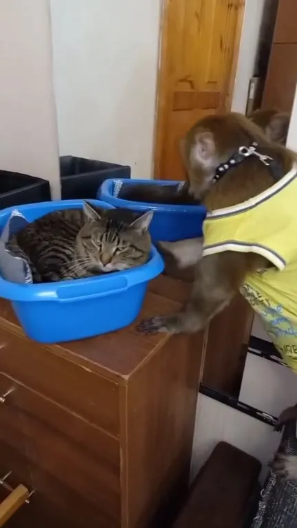 Обезьяна забрала место кота