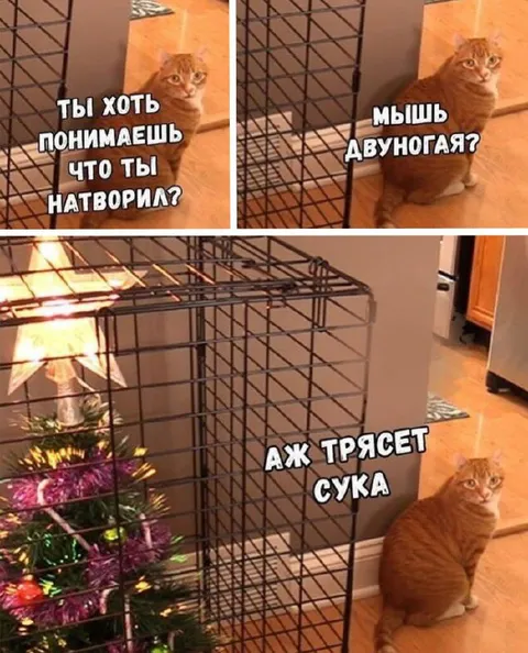 Кот обвиняет двуногую мышь
