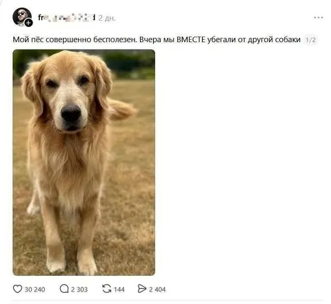 Бесполезный пёс убегает вместе