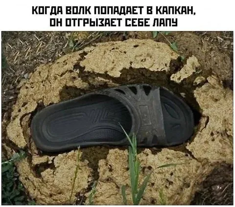 Волк отгрызает лапу