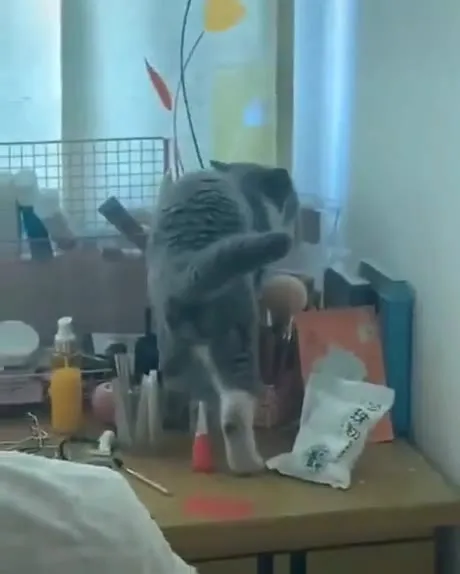 Кот рушит всё на столе