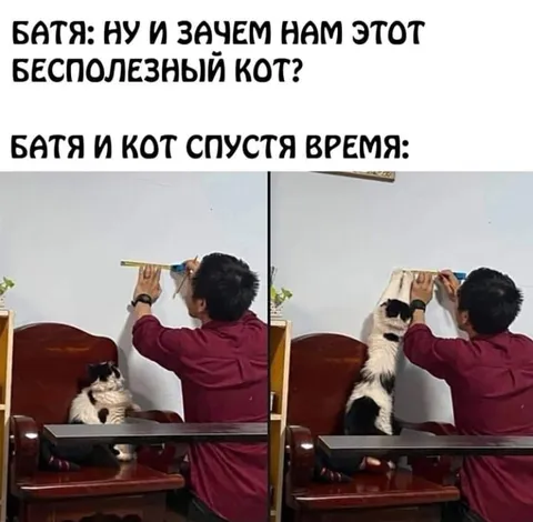 Бесполезный кот оказался полезным