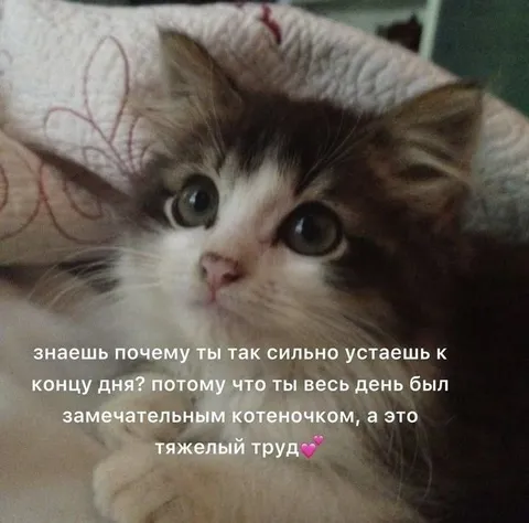 Замечательным котеночком быть трудно