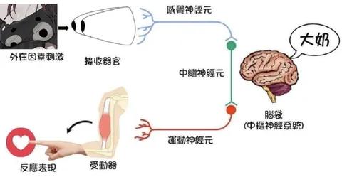 大脑神经反射示意图