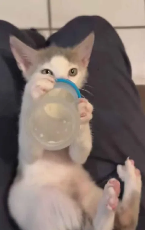 Котёнок с бутылочкой