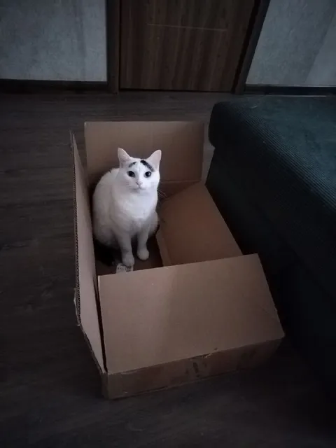 Кот в коробке