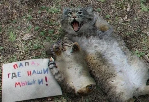 Папа, где наши мышки