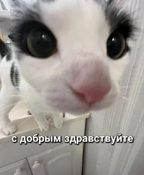 Кот с добрым утром