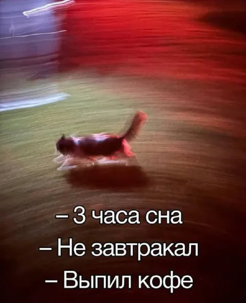Кот после трёх часов сна