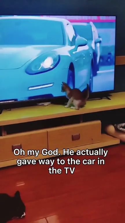 Cat Watches Cars Drive Away