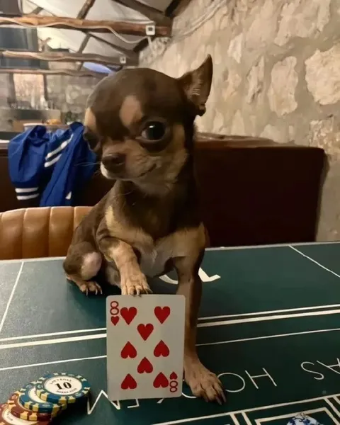 Chihuahua Reveals the Eight of Hearts