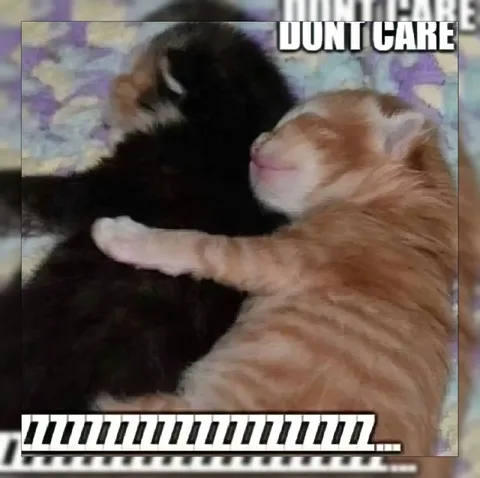 Cats Don’t Care Piano Reaction