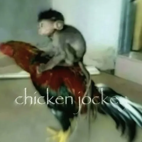 Chicken Locke Rooster Ride