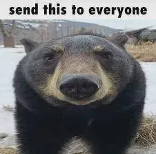 Send This to Everyone Bear