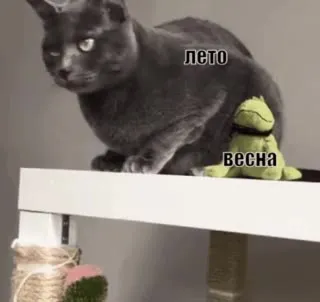 Кот выбирает между летом и весной