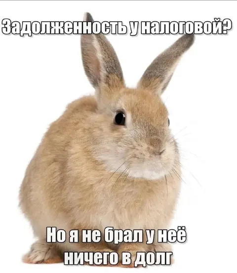 Кролик отрицает налоговый долг