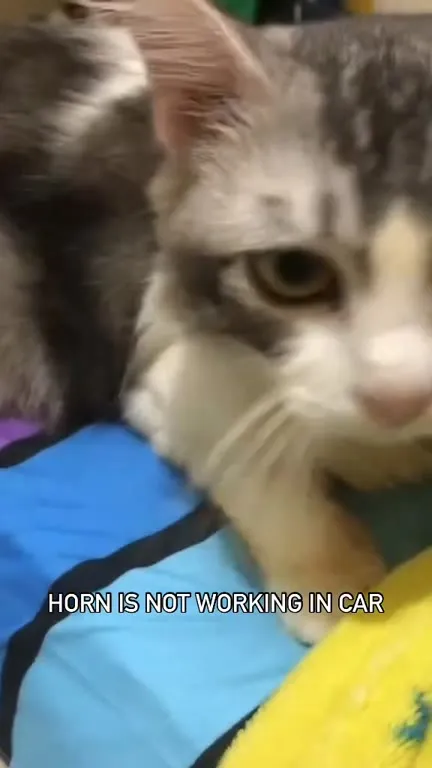 Cat Horn Is Not Working