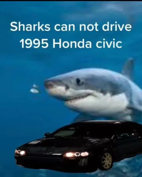 Shark Cannot Drive Honda Civic
