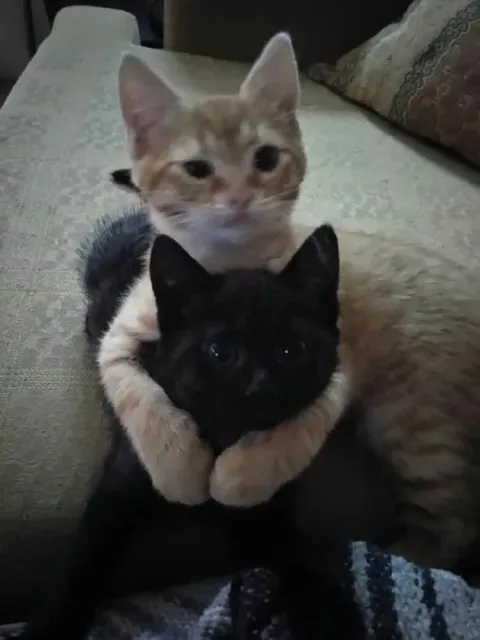 Кот обнимает чёрного кота