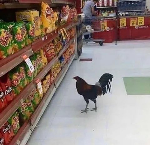 Rooster Shopping for Doritos