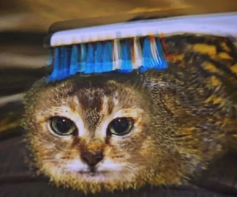 Кот после уборки