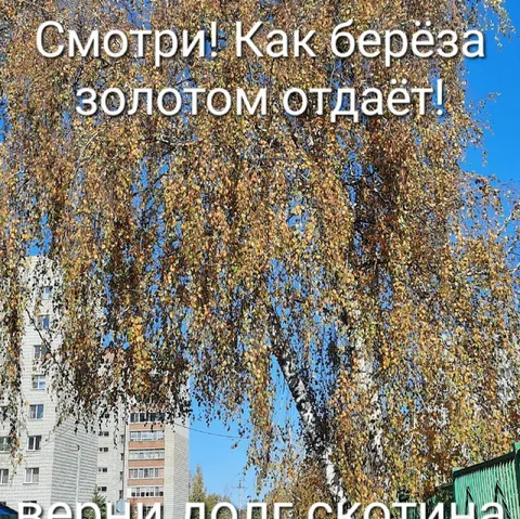 Берёза золотом отдаёт