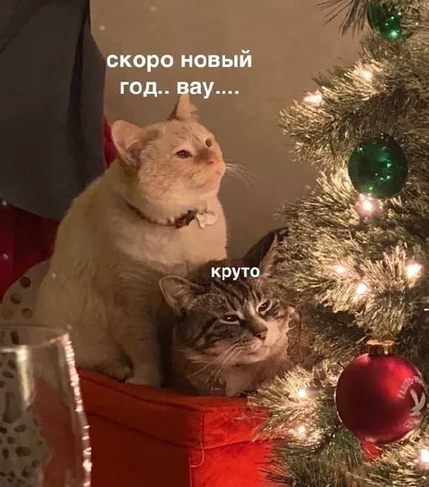 Коты у новогодней ёлки