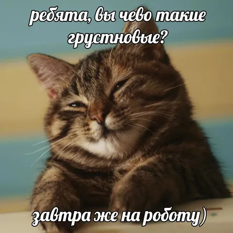 Грустный кот перед работой