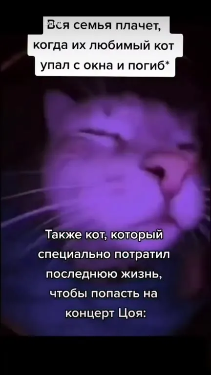 Кот потратил последнюю жизнь