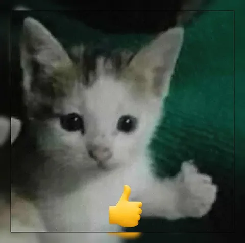 Котёнок показывает большой палец