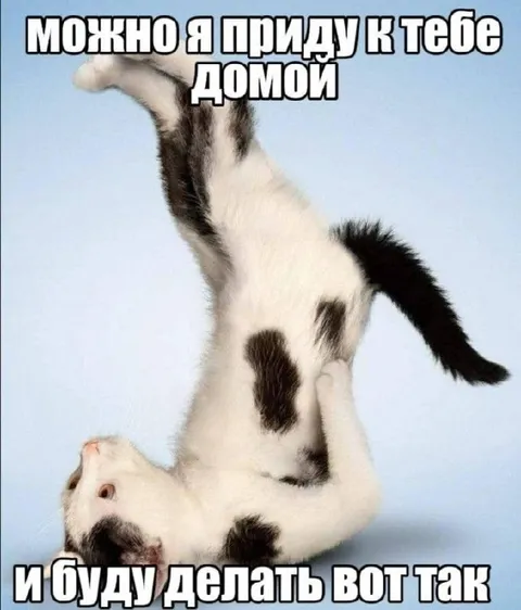 Кот делает кувырок