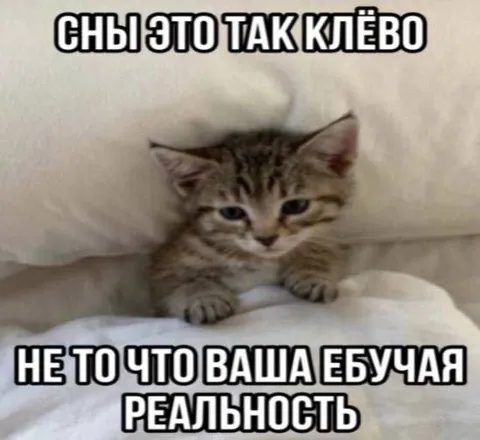 Котёнок против реальности