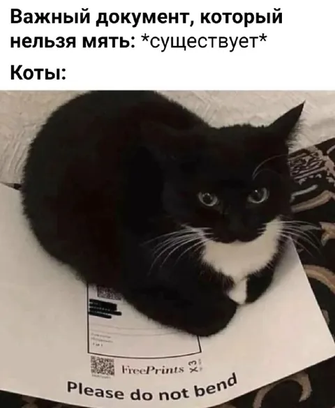 Кот лежит на важном документе