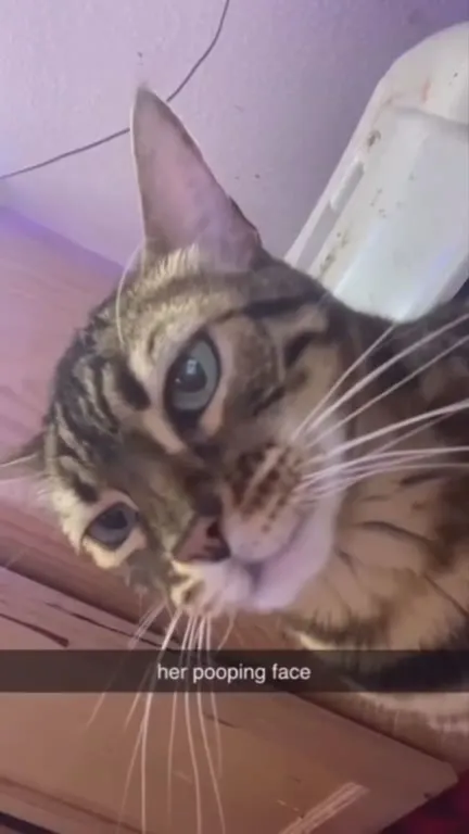 Cat’s Pooping Face