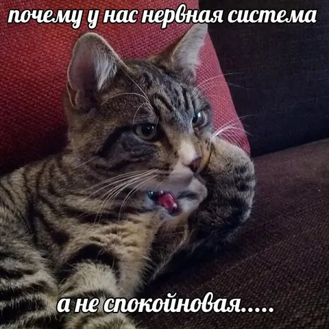 Нервная система кота