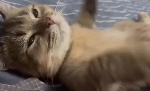 Котик тянет лапку к камере