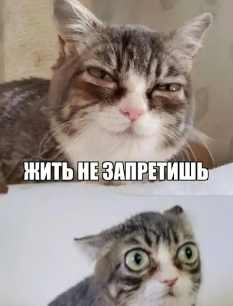 Жить не запретишь котам
