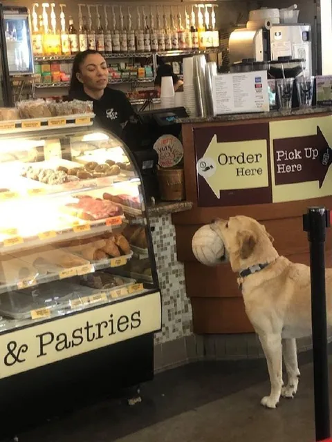Dog Waiting for Pastries
